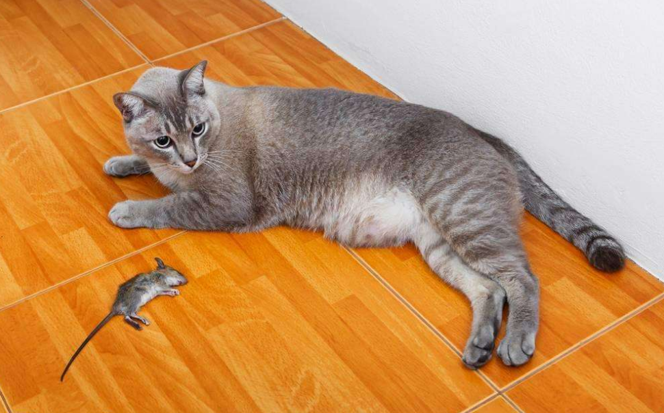 为什么猫抓到老鼠不立刻吃掉,而是要折磨半天呢?长见识了