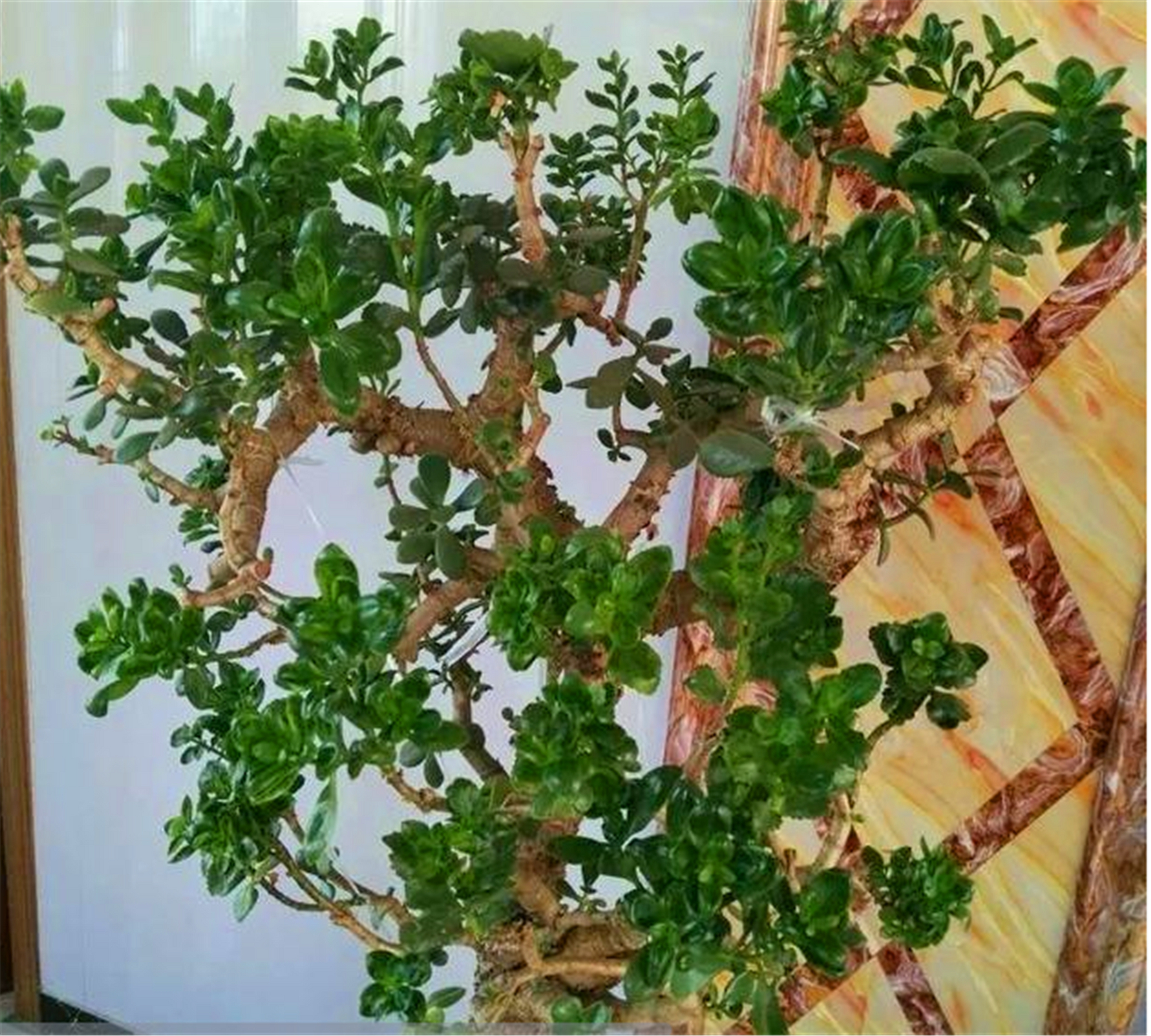 长寿花不好养,让她和这种植物嫁接,长成长寿树,开花特别多!