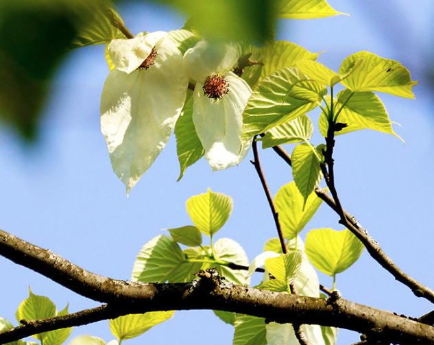 1.珙桐,是1000万年前新生代第三纪留下的孑遗植物