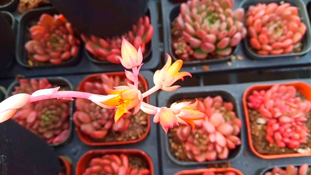 多肉开花不常见,最后一种花朵的颜色太美啦,漂亮