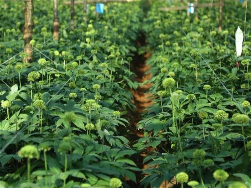 三七种植怎样施肥,注意这些,就绝对没问题了