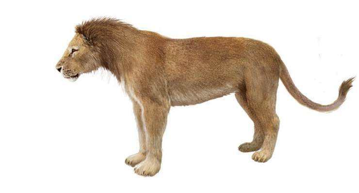 为什么对人类有致命威胁的大型生物,大多都灭绝了?答案出乎意料