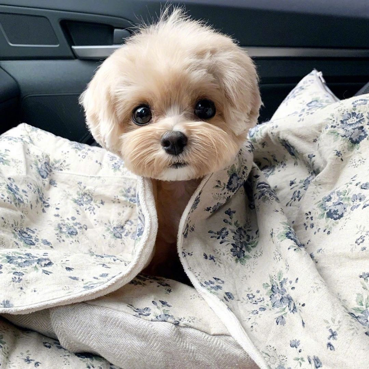 可爱的大眼仔狗狗,大眼仔som是马尔济斯和贵宾的混血宝宝,一双亮晶晶