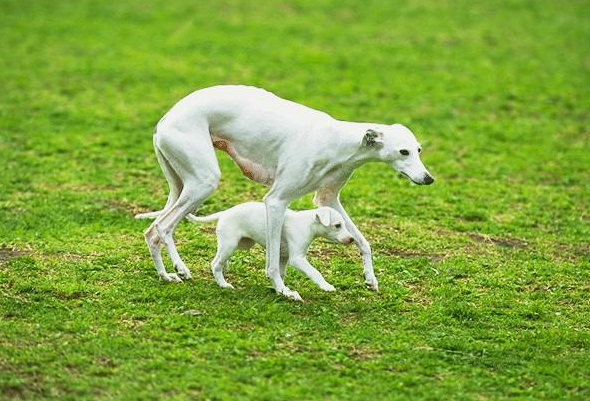 美图:的有了这群可爱的小动物,大自然充满了生机