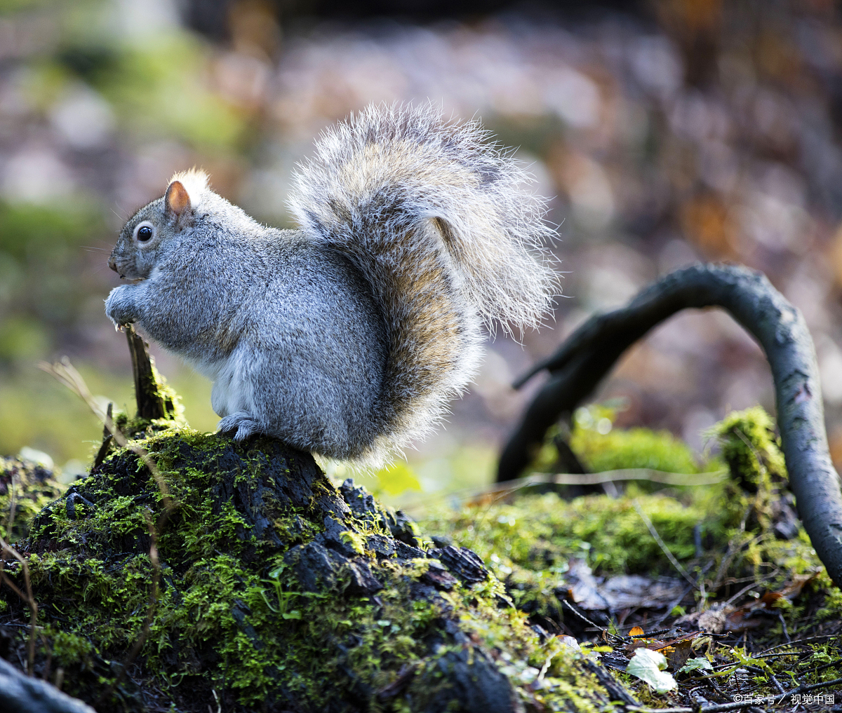 揭秘!松鼠的大尾巴不只为了卖萌,还有这些神奇的功能!