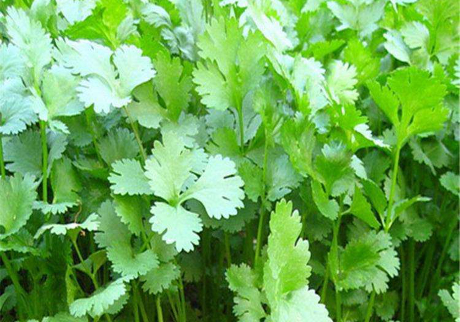 芜荽 大棚 越冬种植的关键点是什么?