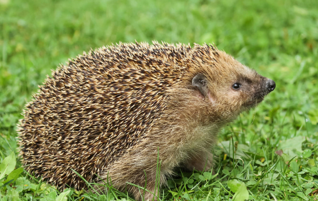 刺猬受惊时,它的头朝腹面弯曲,身体蜷缩成一团
