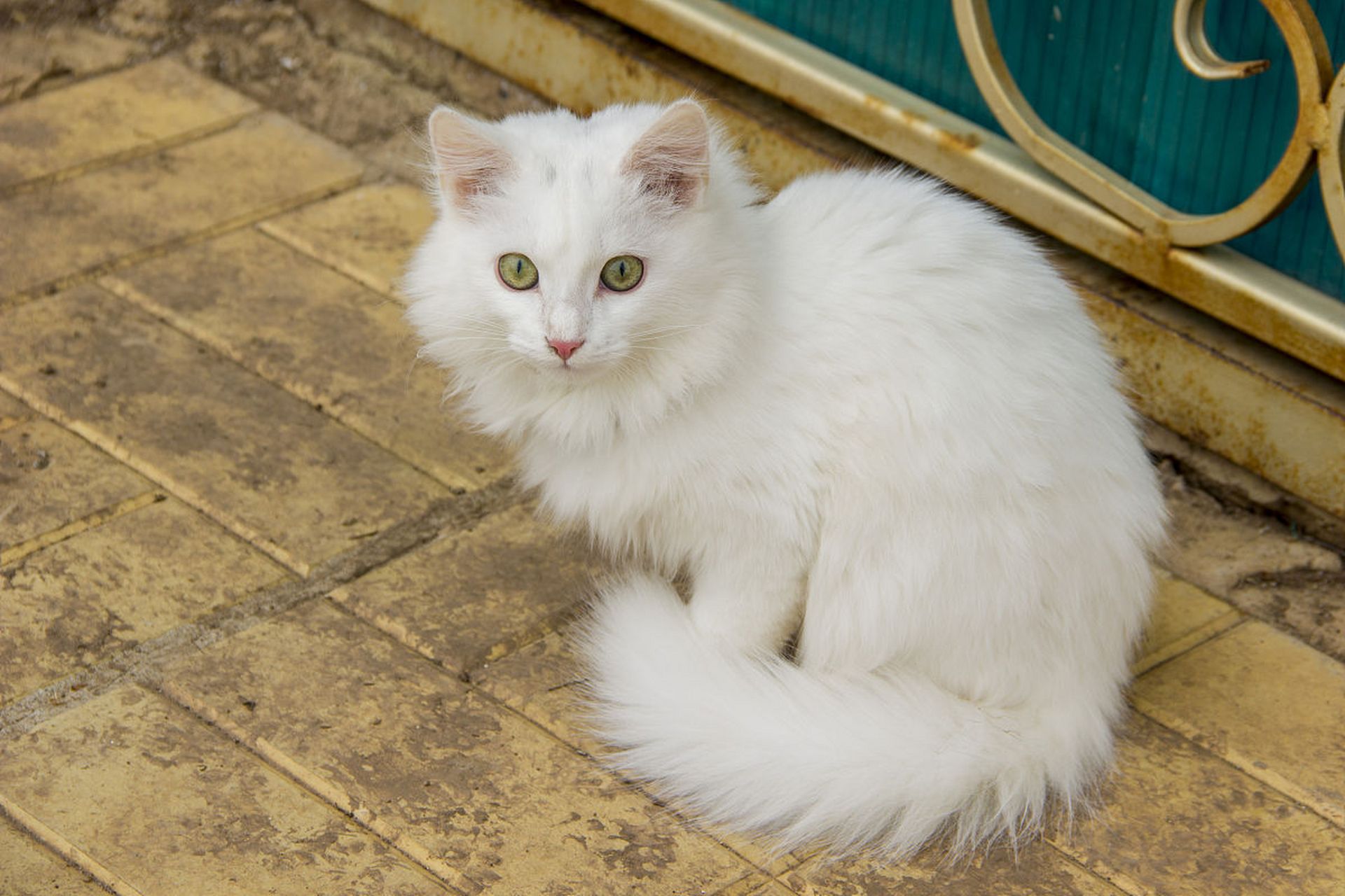 土耳其梵猫真实图片