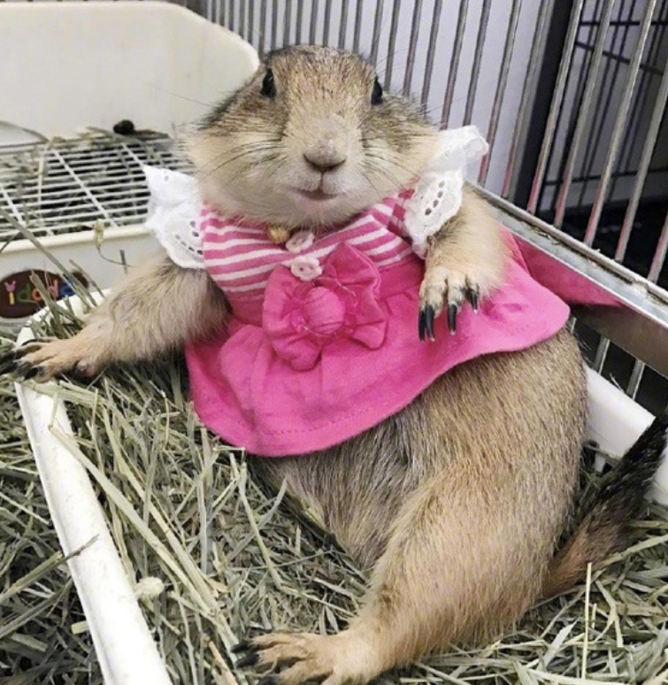 泰国网友将土拨鼠当成芭比娃娃养,土拨鼠的内心已经奔溃了