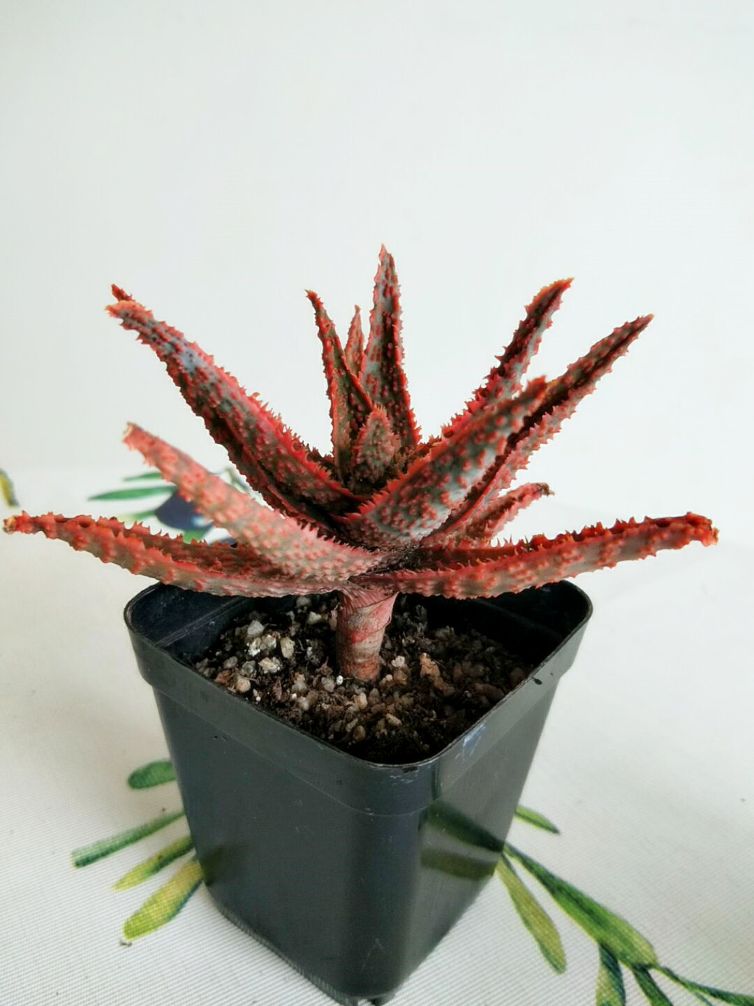 叮叮当!植物界圣诞礼物,"圣诞芦荟"戴着红帽子现身!