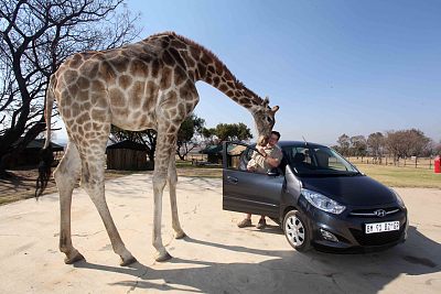 南非:之前17岁男孩追寻祖先足迹骑长颈鹿,人与动物和谐相处