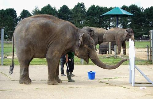 动画片里的动物——象