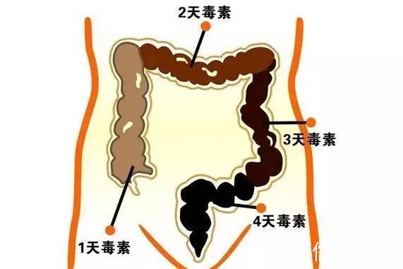 健康:宿便是怎麼形成的