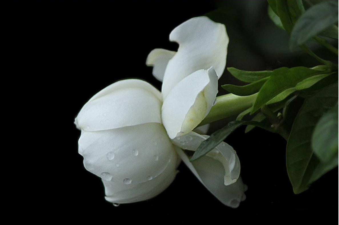冬季栀子花如何养殖,才能开花?