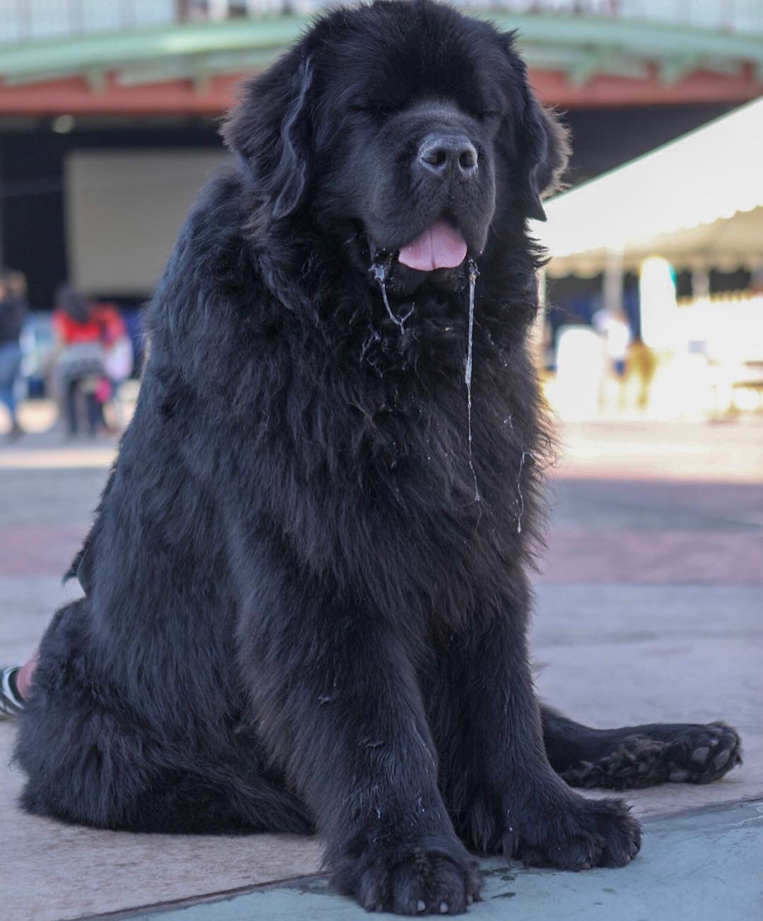 从小和150斤巨狗同住,长得比自己都高!但性格却温顺得像只羊