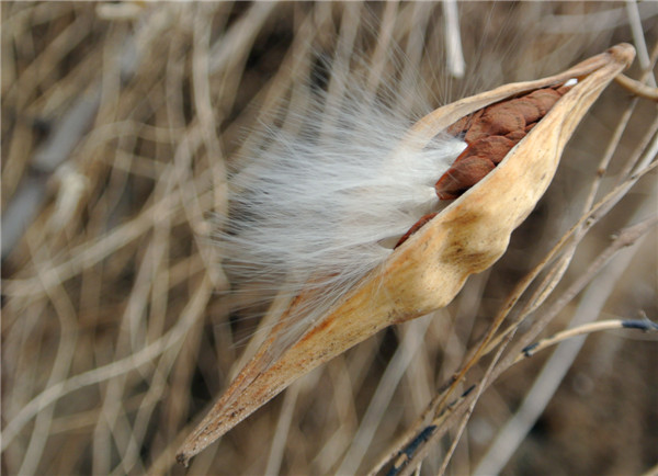 地稍瓜的药用价值