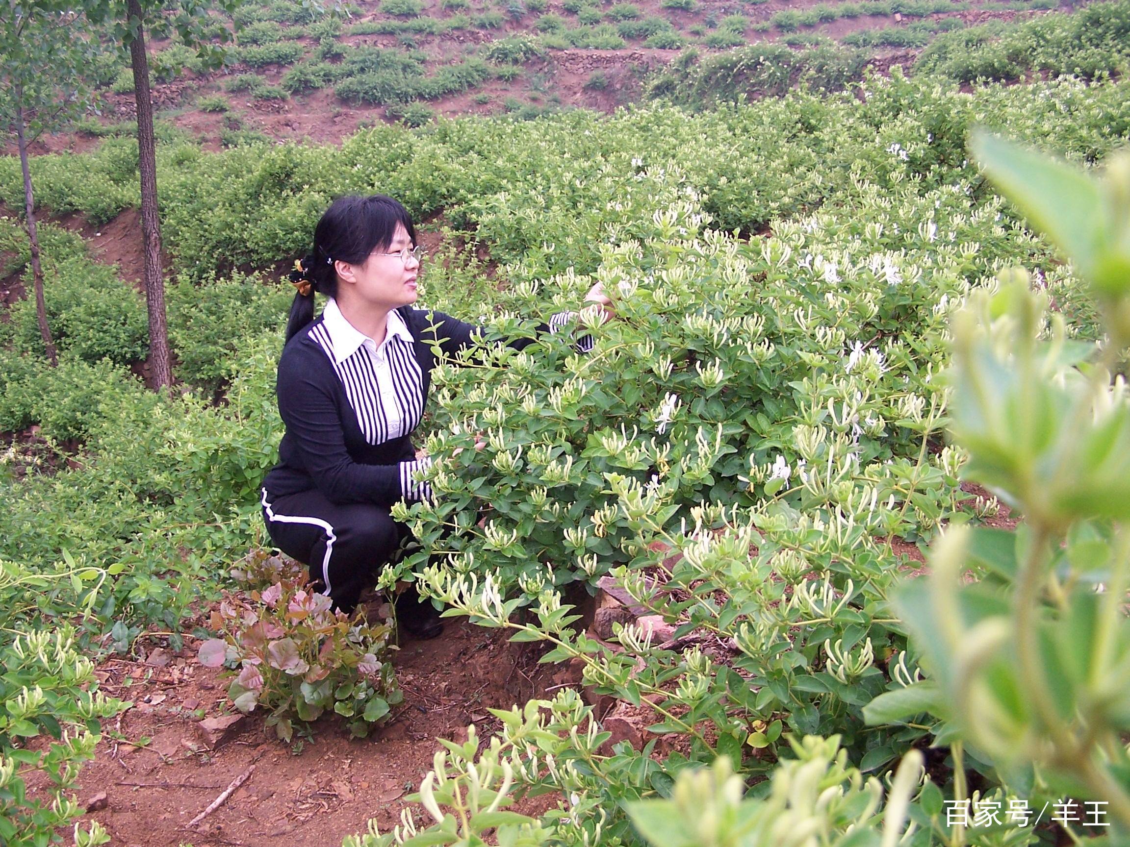 返乡创业,2019年现在农村种植什么农作物赚钱呢?这几种最有前景 返乡创业,2019年现在农村种植什么农作物赚钱呢?这几种最有前景
