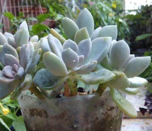 油桶里种多肉你见过吗?赶紧学学,叶子胖得肥嘟嘟!