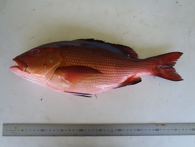 你真的了解白斑笛鲷吗?给大家科普一下