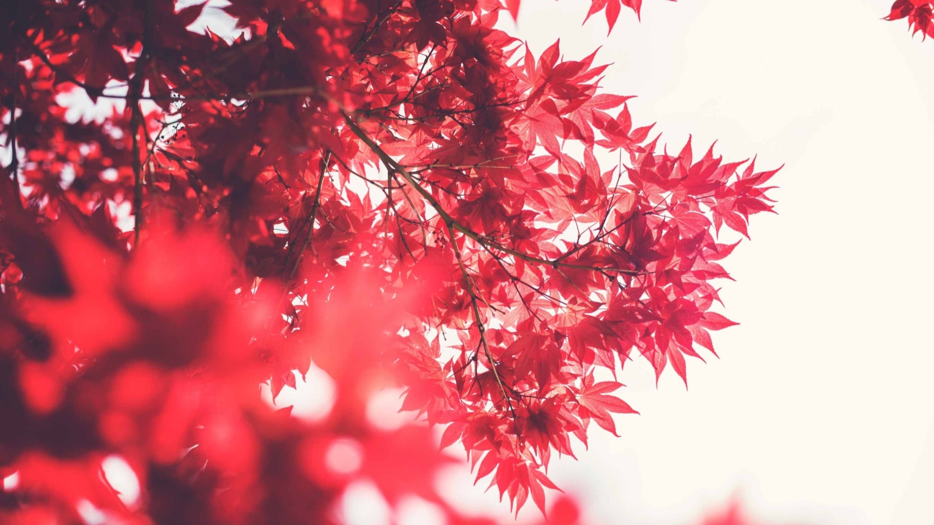 日本的红枫叶,高清图片,植物壁纸