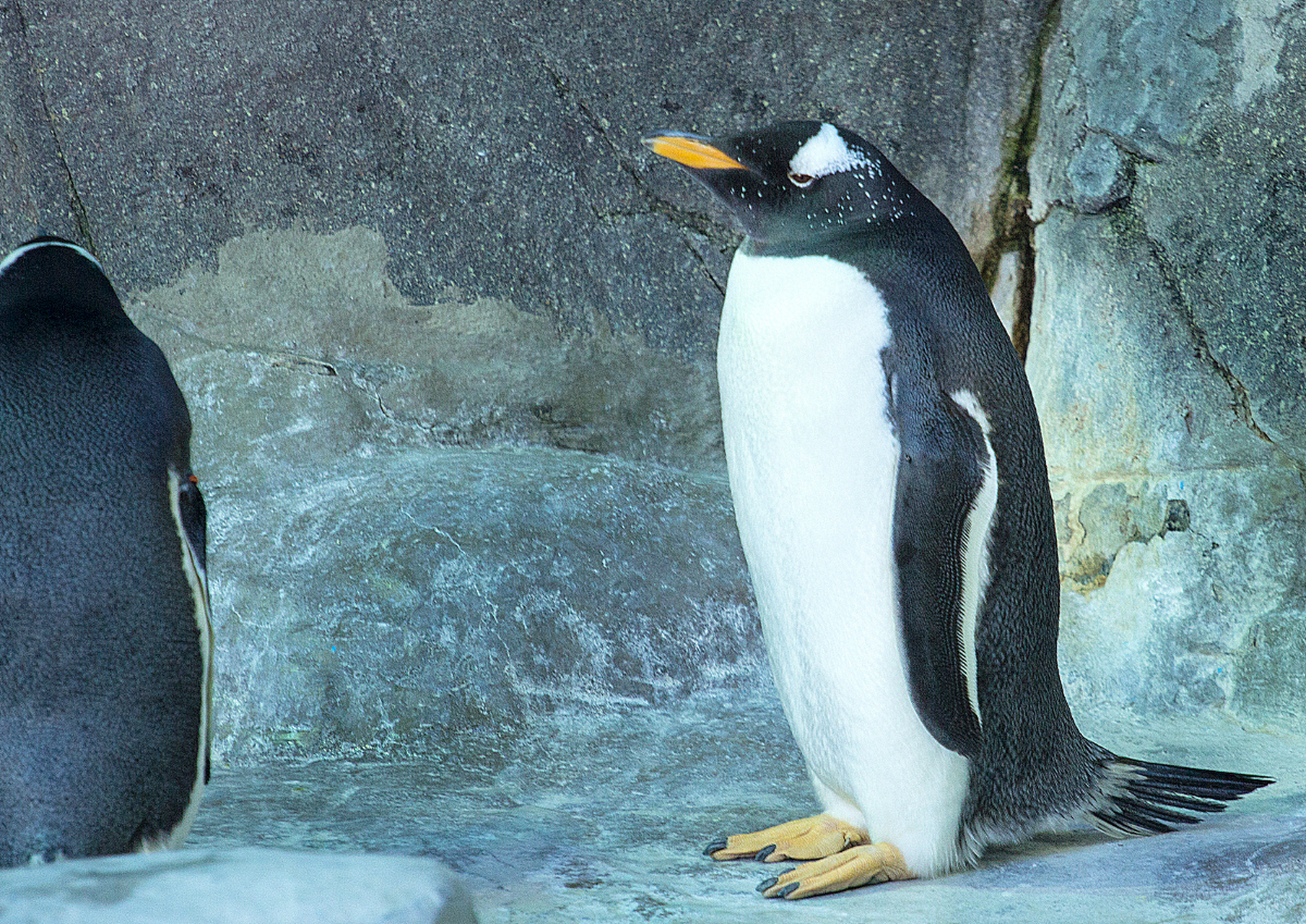 春游,沿着步道前行,你会遇到企鹅馆,那些憨态可掬的帝企鹅和阿德利
