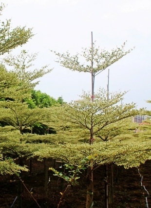 银叶诃子知识科普,教你轻松识别银叶诃子