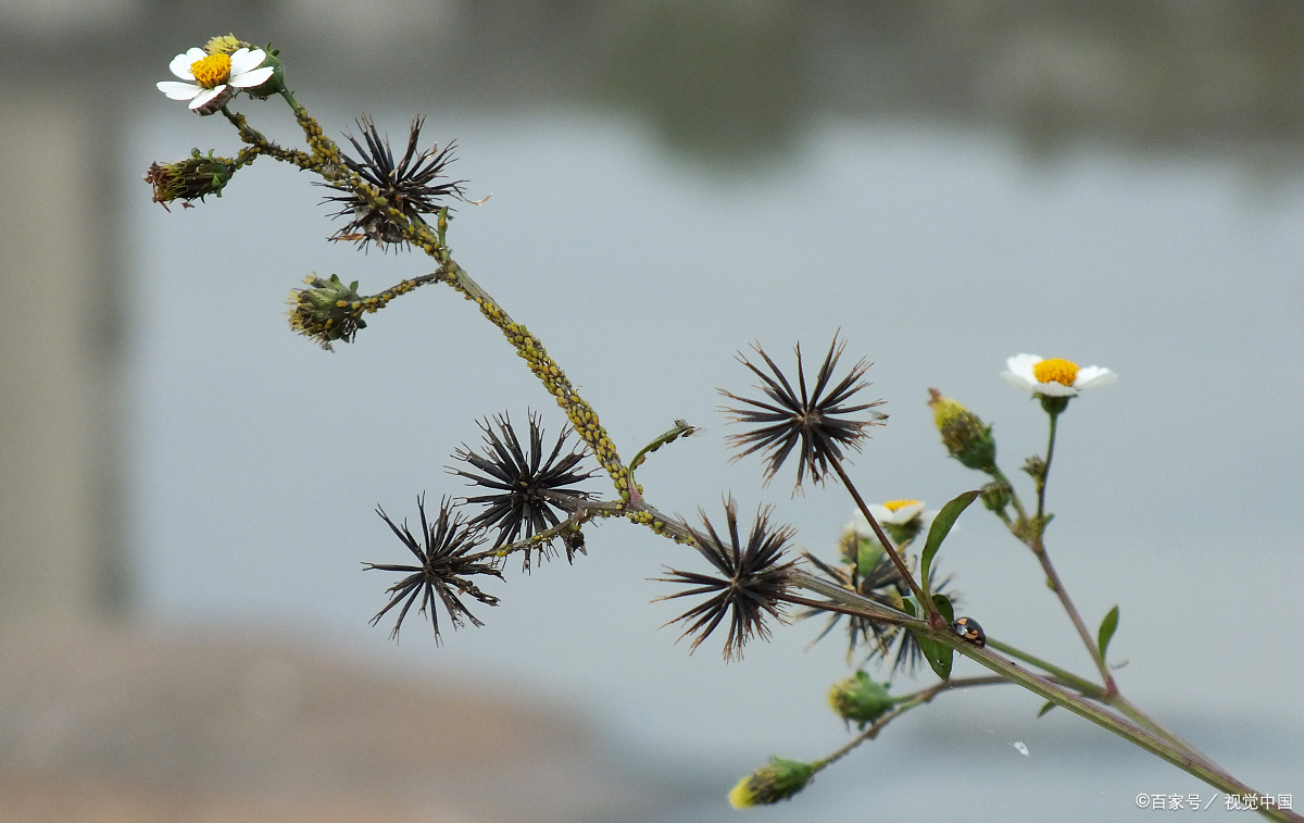 身边的中药——婆婆针