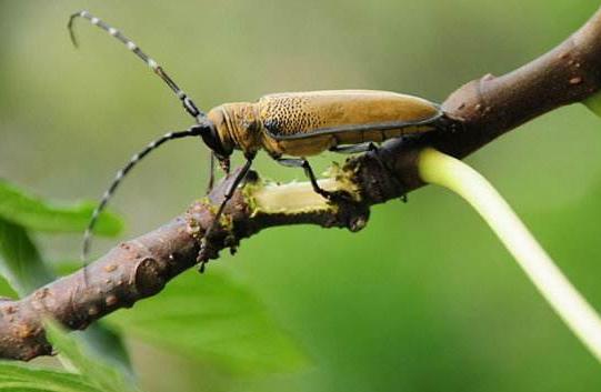 苹果园管理中采取何种措施,才能让天牛不在危害