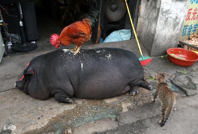 父子偷猪(乡村纪事)