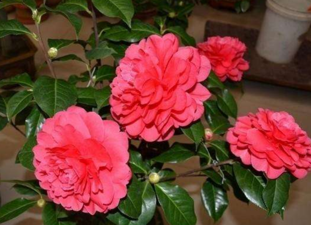 养护"茶花"时,这样去"浇水",开花愈发鲜艳迷人