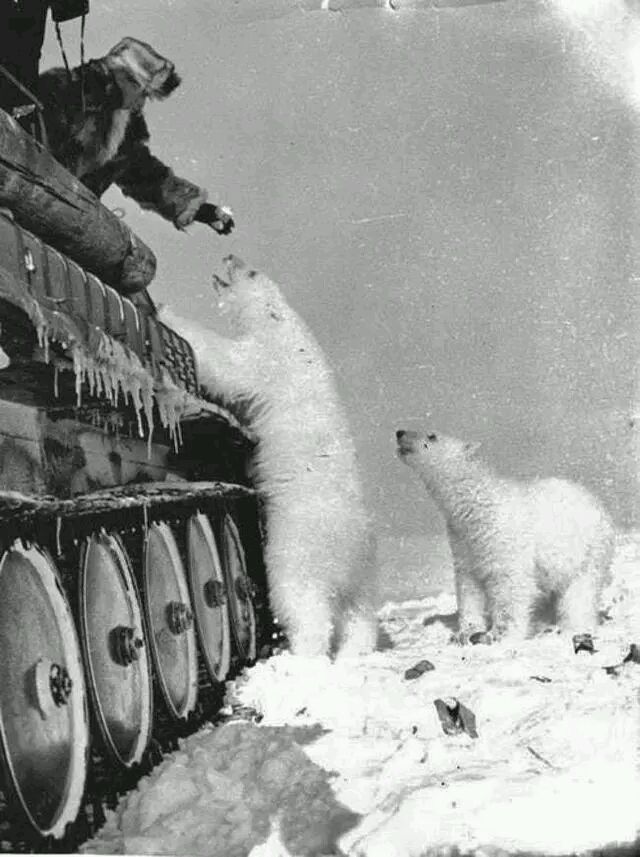二战老照片:苏联兵在喂养坦克一样高的北极熊!战斗民族就是不同