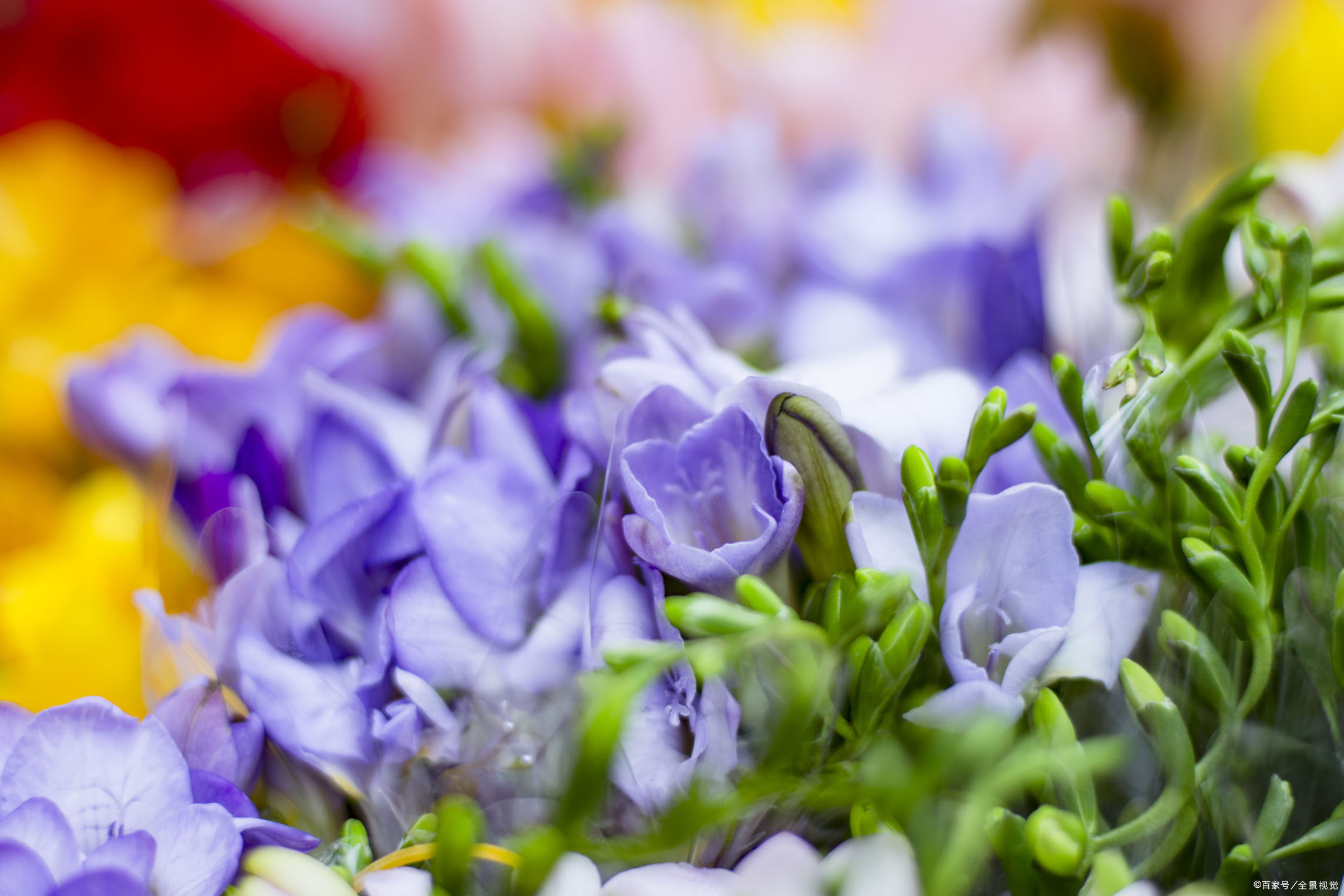 香雪兰的栽种方法