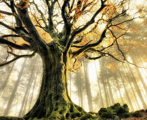 10张百年老树成"精"图:人参娃娃好可爱,"天狗"吞月太形象