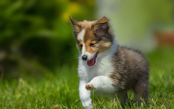 最好养的中型犬,适合家养的中型犬都在这里