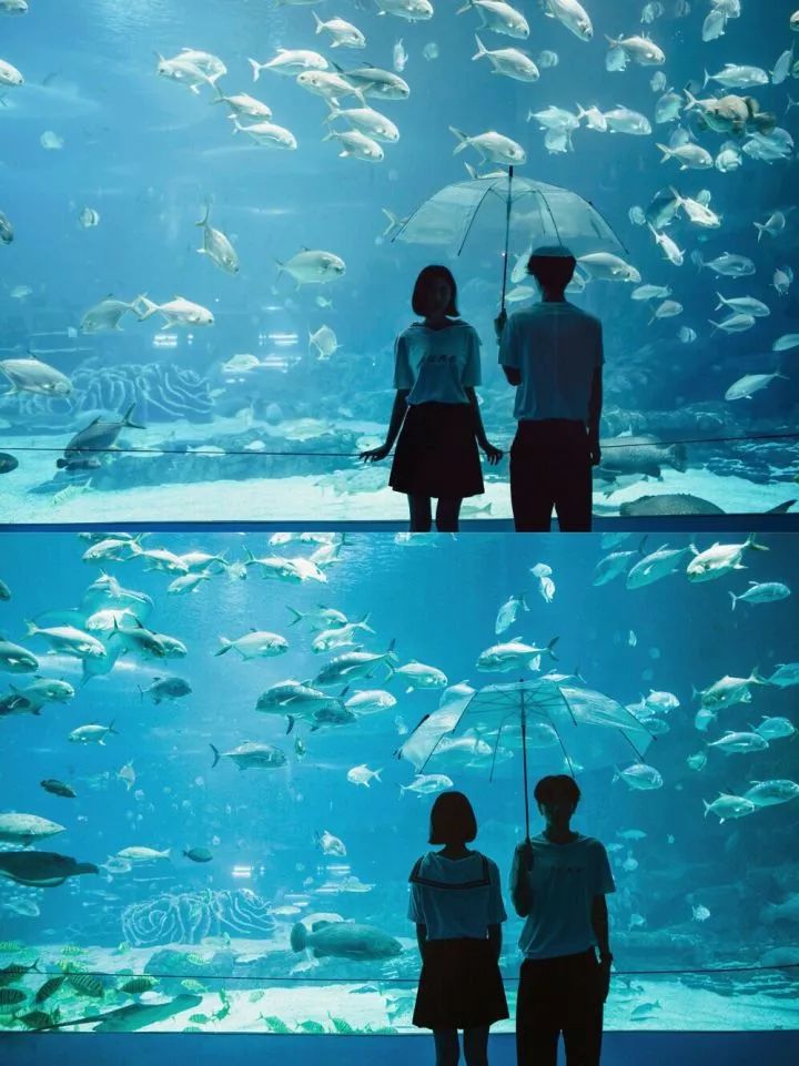 海洋馆拍照小技巧,如何在海洋馆拍美照?