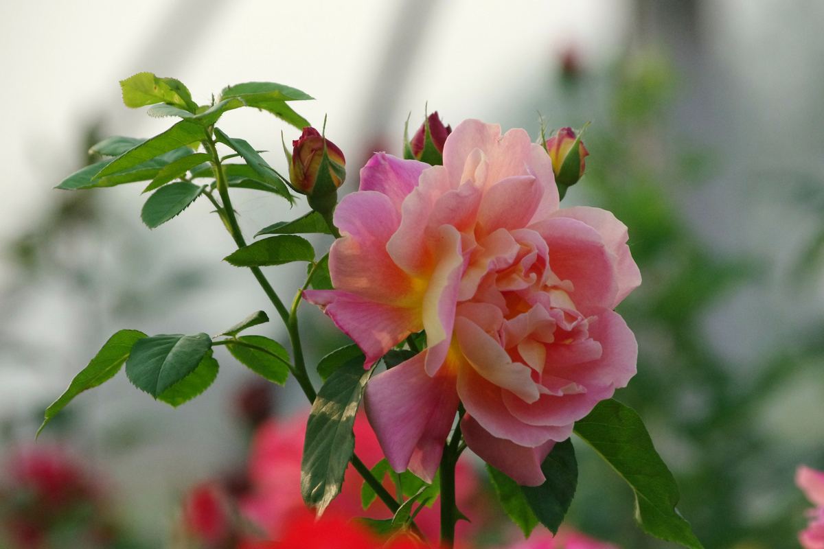 月季花枯死是因为缺水吗?养护月季花需要注意什么?