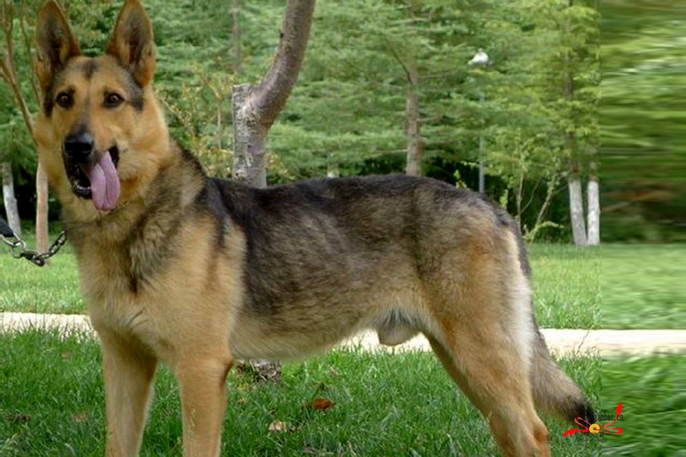此犬是我国唯一具有自主知识产权的狼犬,在能力上与德牧平分秋色
