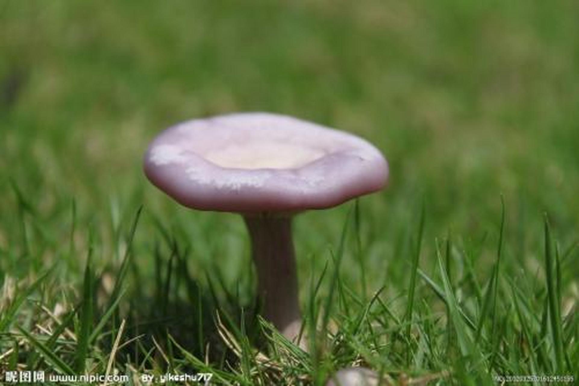 科普知识竞赛#【科普小知识】黑边光蘑菇又称柳生光柄菇(柳木光柄 