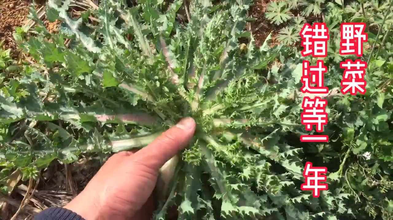 春天的美味野菜,开胃续断菊凉拌苦菜,错过等一年