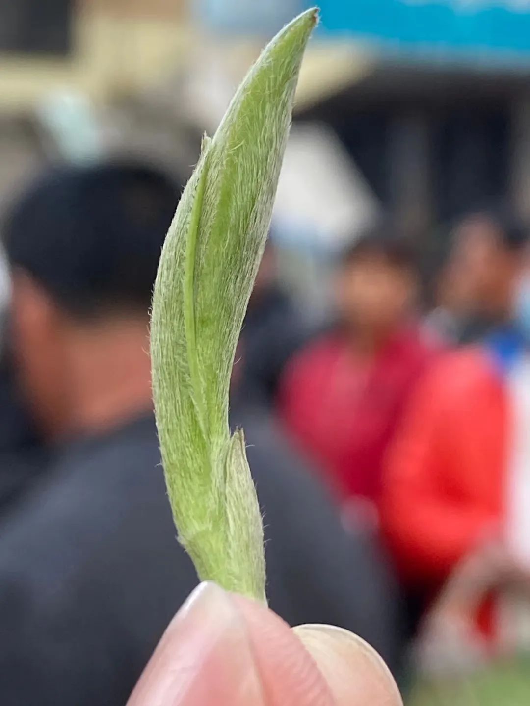 白毫银针白茶 - 热门商品专区