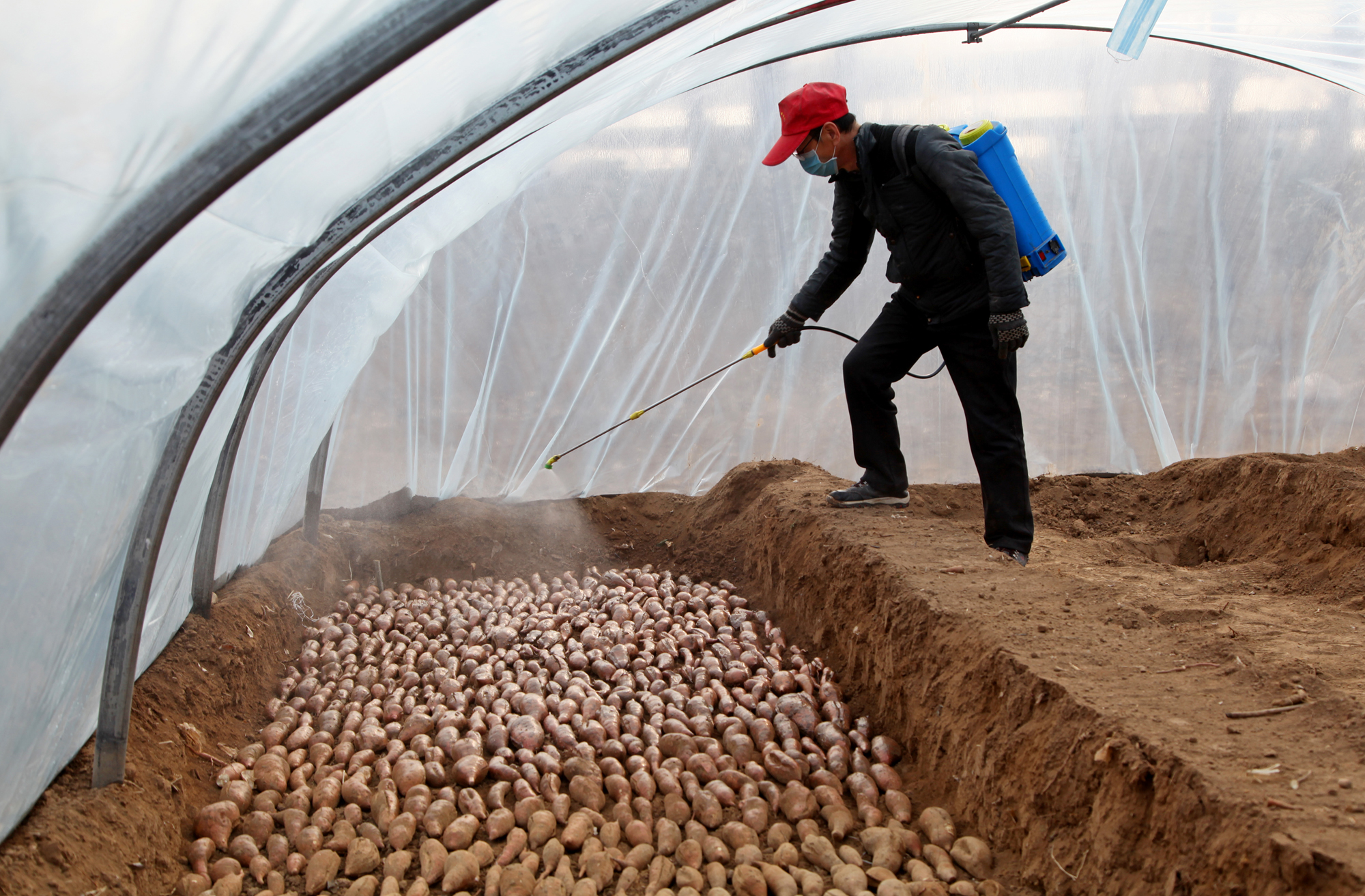 月26日,村民在山西省襄汾县南辛店乡西徐村温室大棚内对红薯种苗喷洒