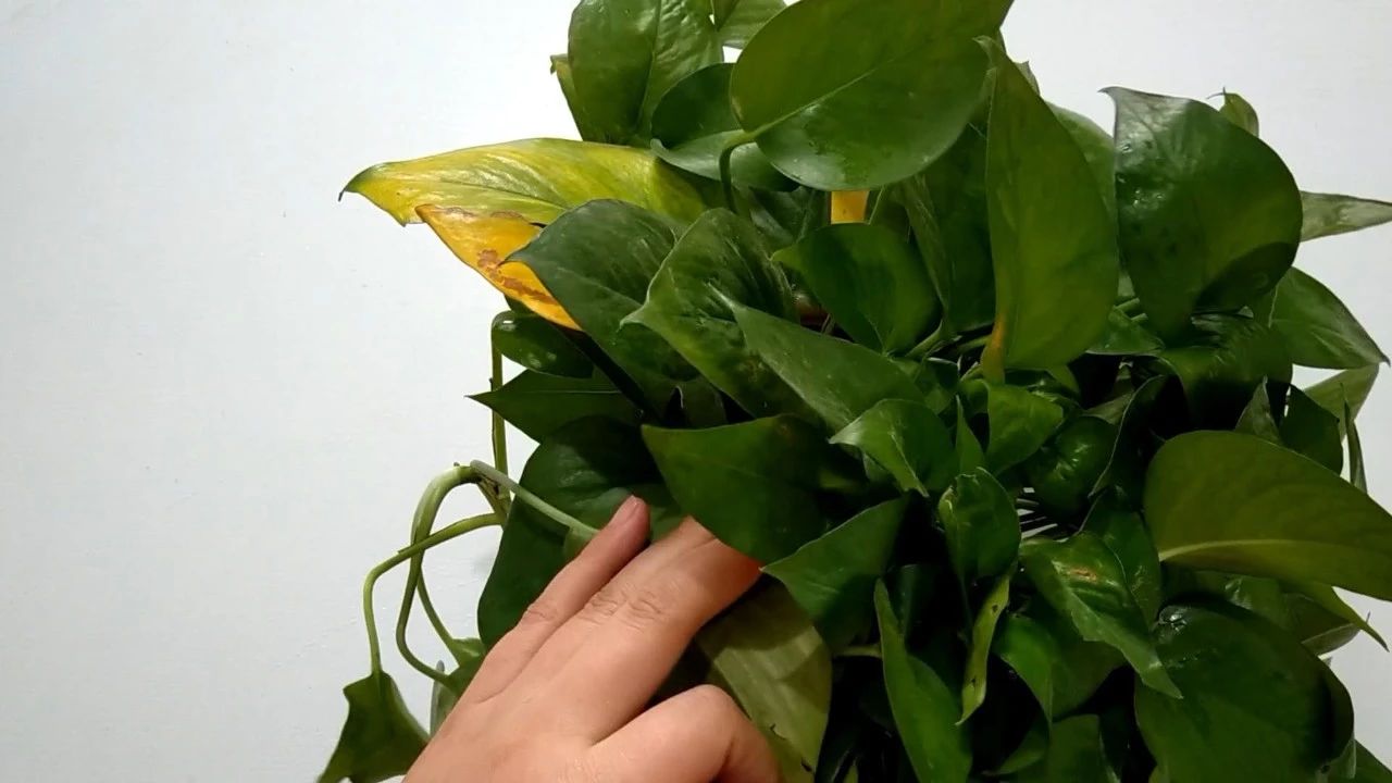 白醋浇花太厉害了,不换土,不打药,花草颗颗爆盆,早知道就好了