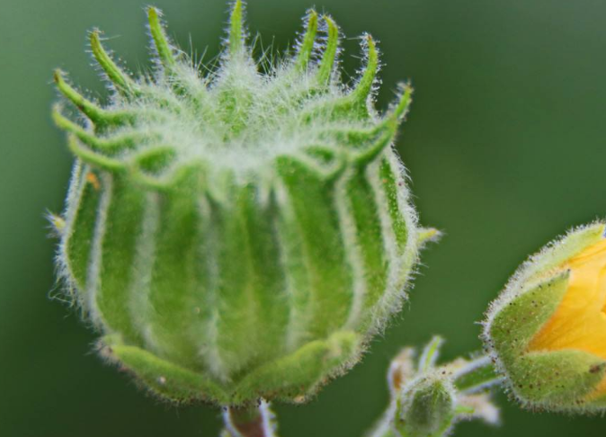 这个野草,长得跟轮胎很像,俗称"车轮草",可以制衣服