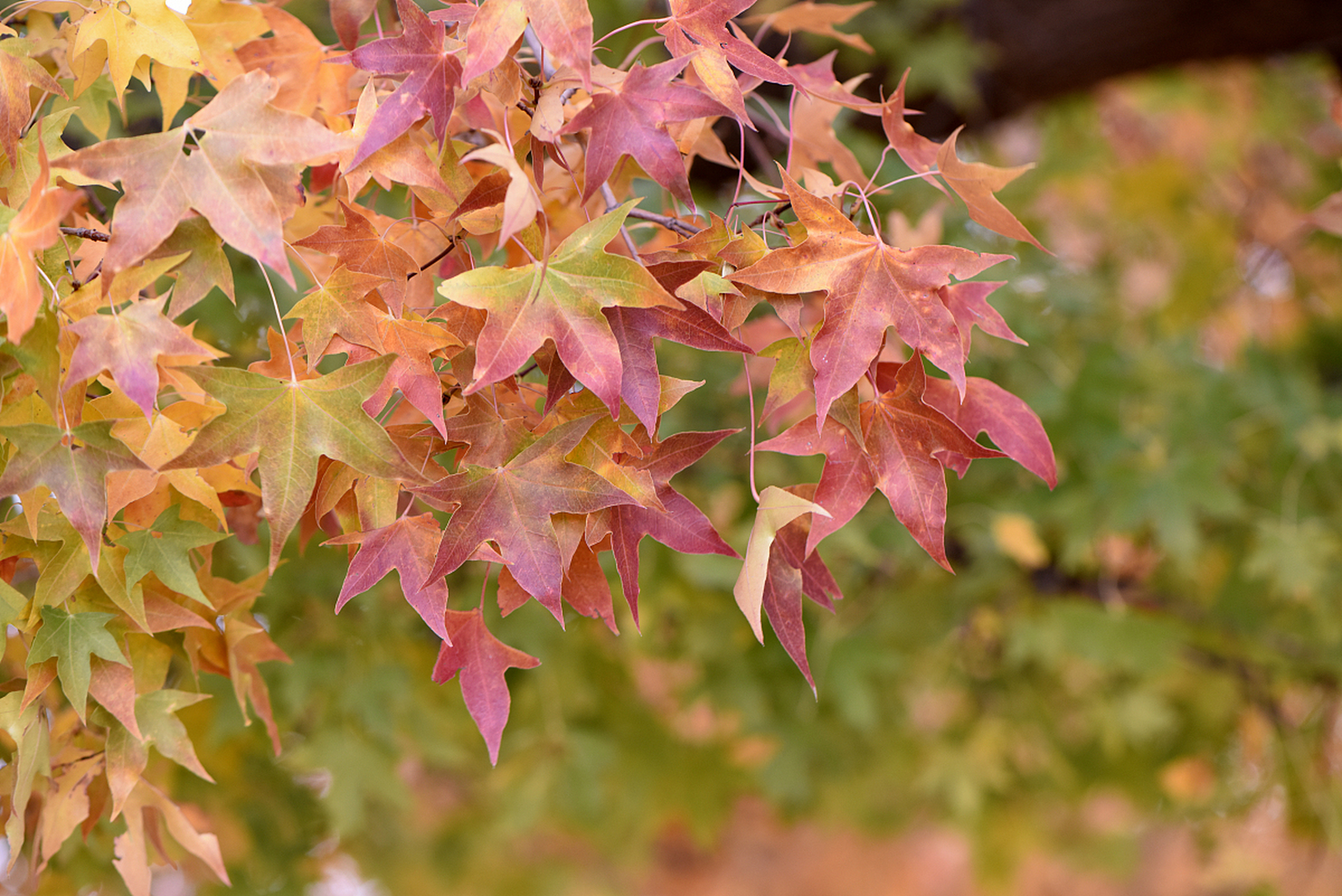 5万余株五角枫树花开成海,满树金黄,一朵朵鹅黄的小花点缀在葱茏的
