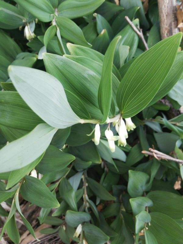 玉竹是春天精灵,开出一大串玉铃铛,秋天挖出来还能滋补身体!