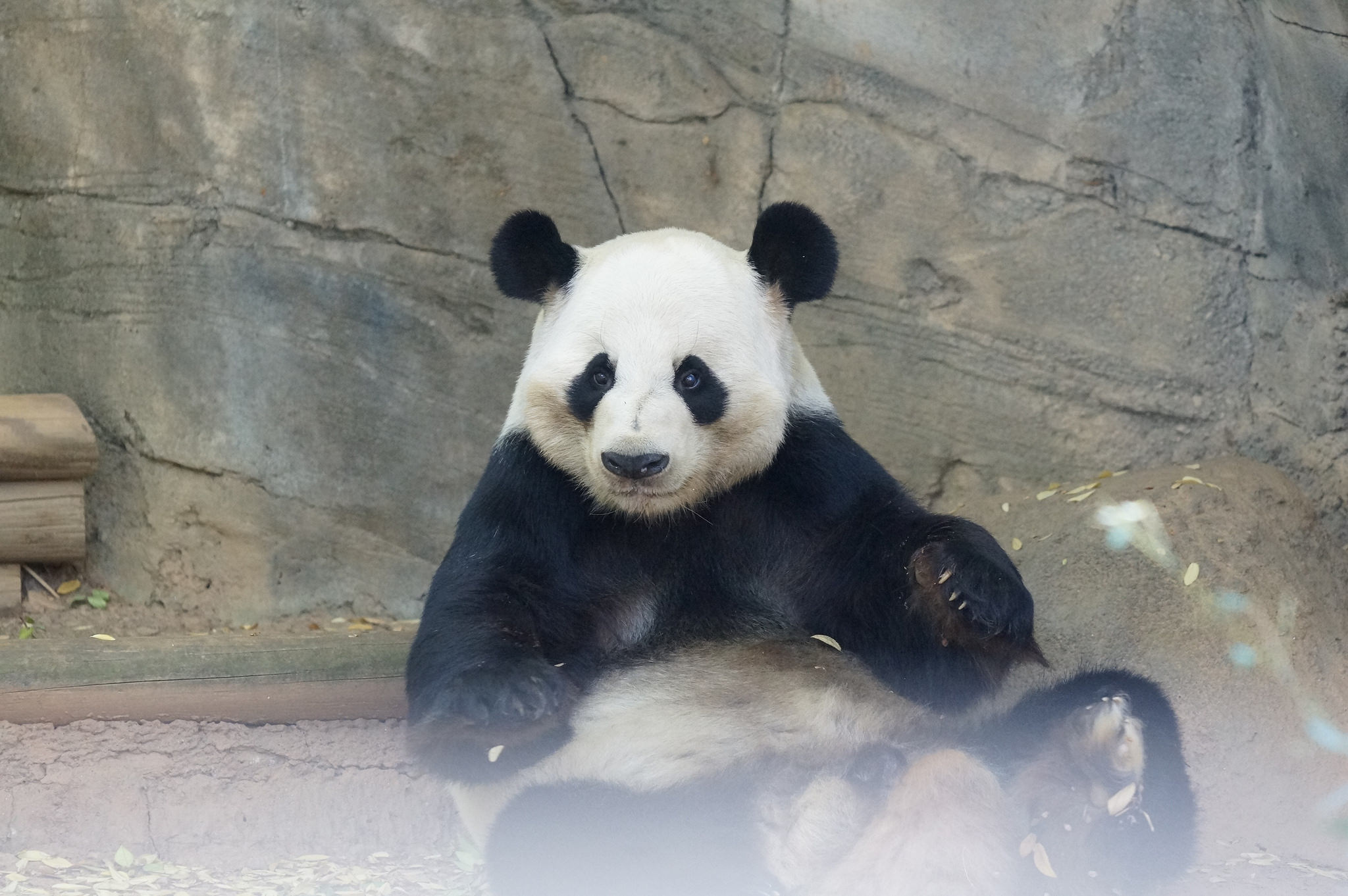 来自美国亚特兰大的大熊猫宝宝洋洋向你问好