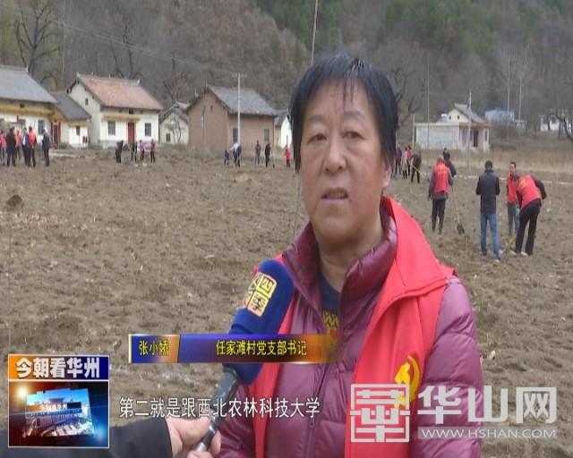 华州区金堆镇:因地制宜 建设樱桃小镇