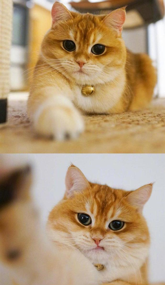 这只橘猫包子脸,蓝眼睛,仿佛总是气鼓鼓的,看起来特别憨厚,可爱到让人