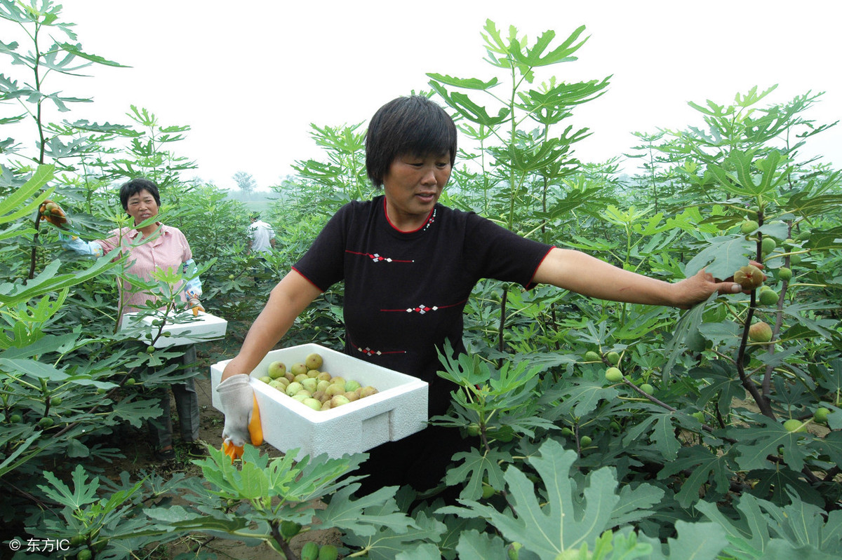 不同种植情况,无花果如何进行追肥?