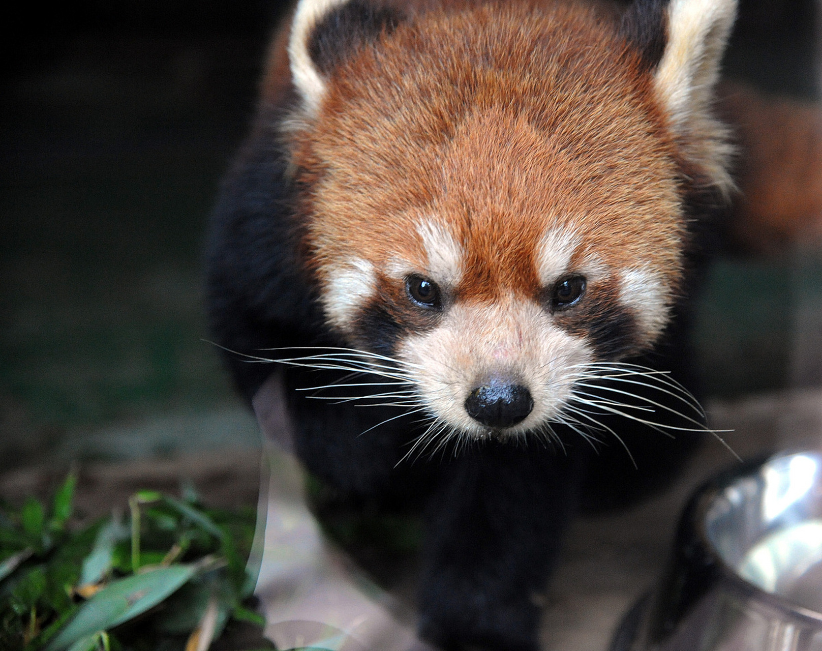 小熊猫是熊还是猫# 萌萌的,可爱的小熊猫,我太喜欢了.